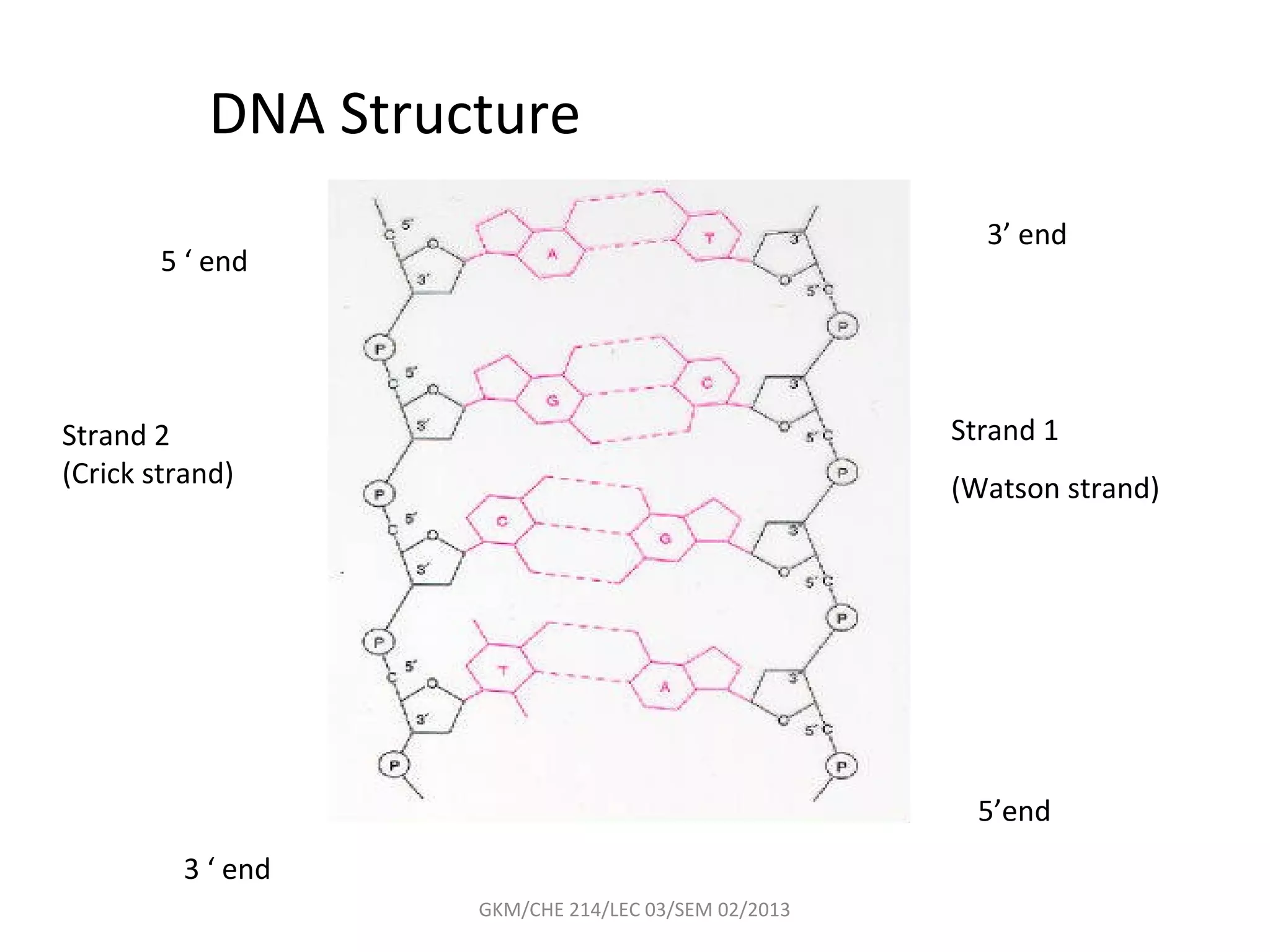 DNA Structure
                                                       3’ end
        5 ‘ end




Strand 2                                             Strand 1
(Crick strand)                                       (Watson strand)




                                                      5’end
         3 ‘ end
                    GKM/CHE 214/LEC 03/SEM 02/2013
 