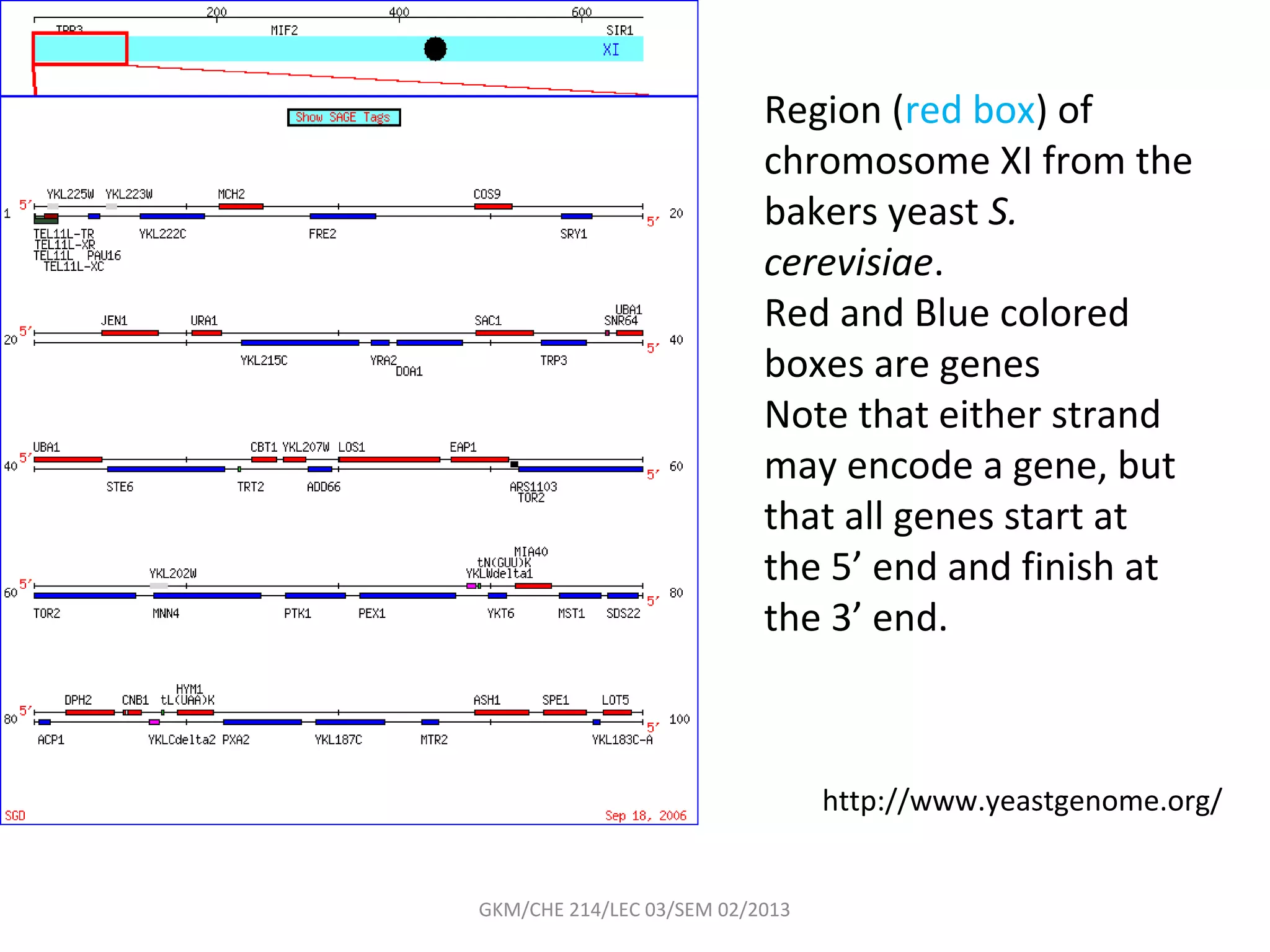Region (red box) of
                           chromosome XI from the
                           bakers yeast S.
                           cerevisiae.
                           Red and Blue colored
                           boxes are genes
                           Note that either strand
                           may encode a gene, but
                           that all genes start at
                           the 5’ end and finish at
                           the 3’ end.



                                 http://www.yeastgenome.org/


GKM/CHE 214/LEC 03/SEM 02/2013
 