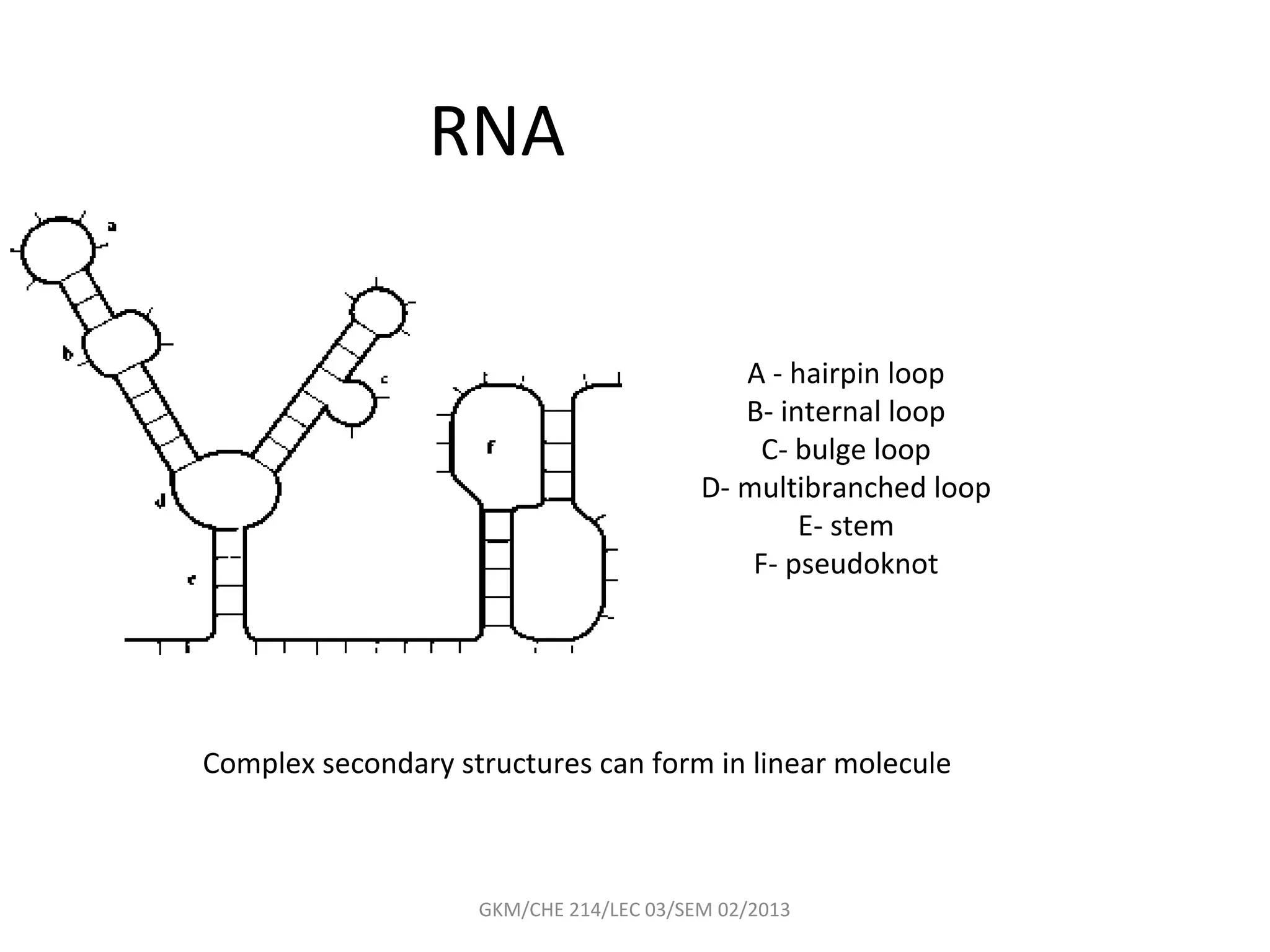 RNA

                                            A - hairpin loop
                                            B- internal loop
                                              C- bulge loop
                                         D- multibranched loop
                                                 E- stem
                                             F- pseudoknot




Complex secondary structures can form in linear molecule



                    GKM/CHE 214/LEC 03/SEM 02/2013
 