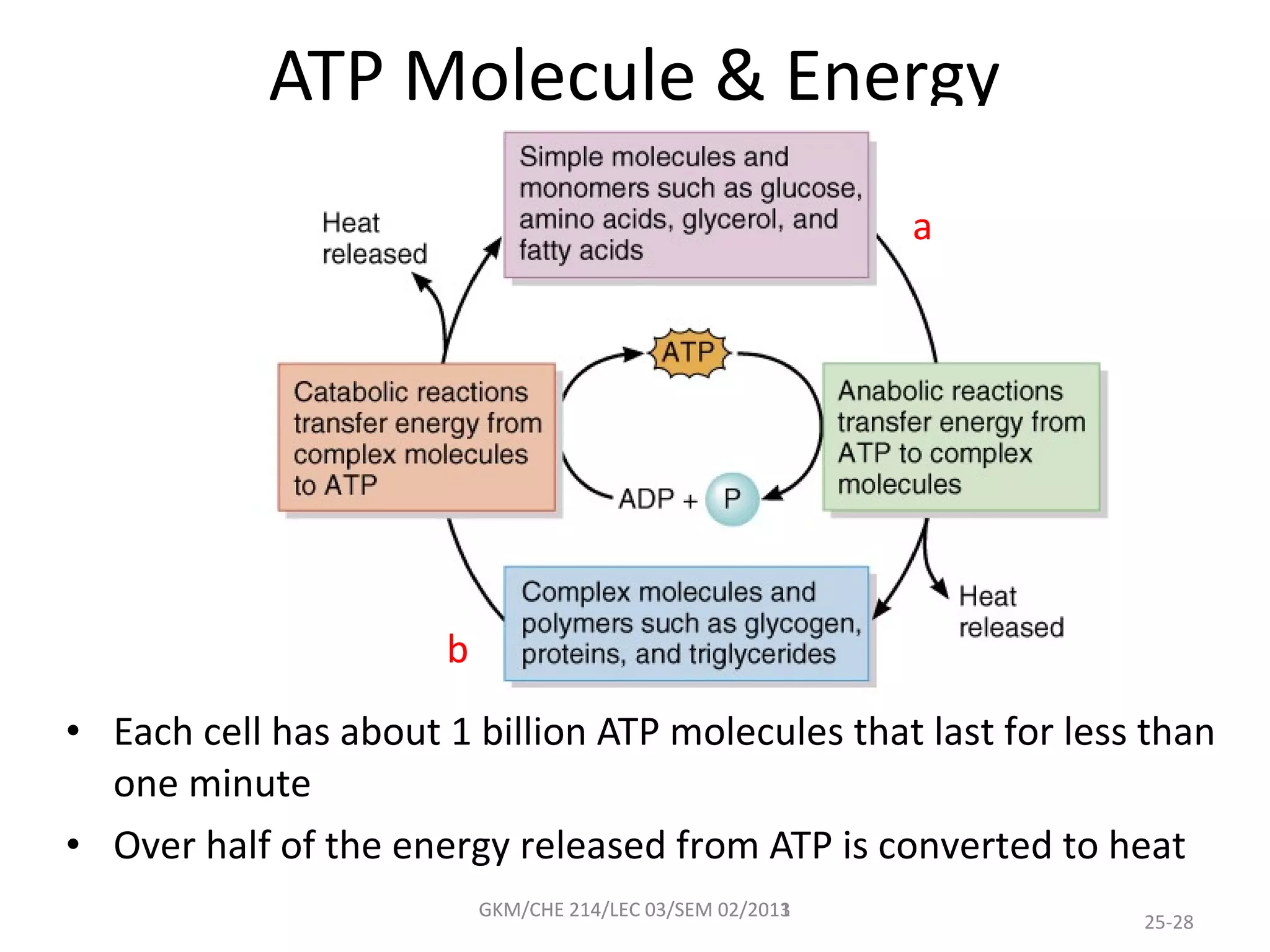 ATP Molecule & Energy
                                                           a




                      b
• Each cell has about 1 billion ATP molecules that last for less than
  one minute
• Over half of the energy released from ATP is converted to heat
                          GKM/CHE 214/LEC 03/SEM 02/2011
                                                 02/2013
                                                                25-28
 