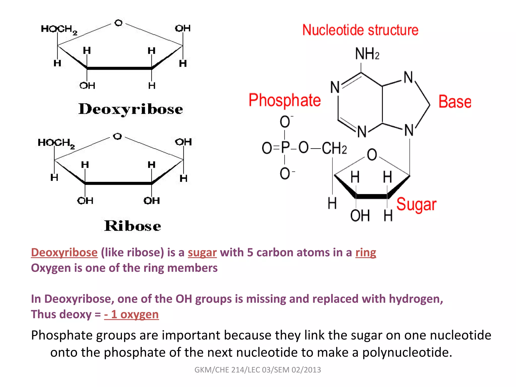 Deoxyribose (like ribose) is a sugar with 5 carbon atoms in a ring
Oxygen is one of the ring members

In Deoxyribose, one of the OH groups is missing and replaced with hydrogen,
Thus deoxy = - 1 oxygen
Phosphate groups are important because they link the sugar on one nucleotide
   onto the phosphate of the next nucleotide to make a polynucleotide.
                               GKM/CHE 214/LEC 03/SEM 02/2013
 