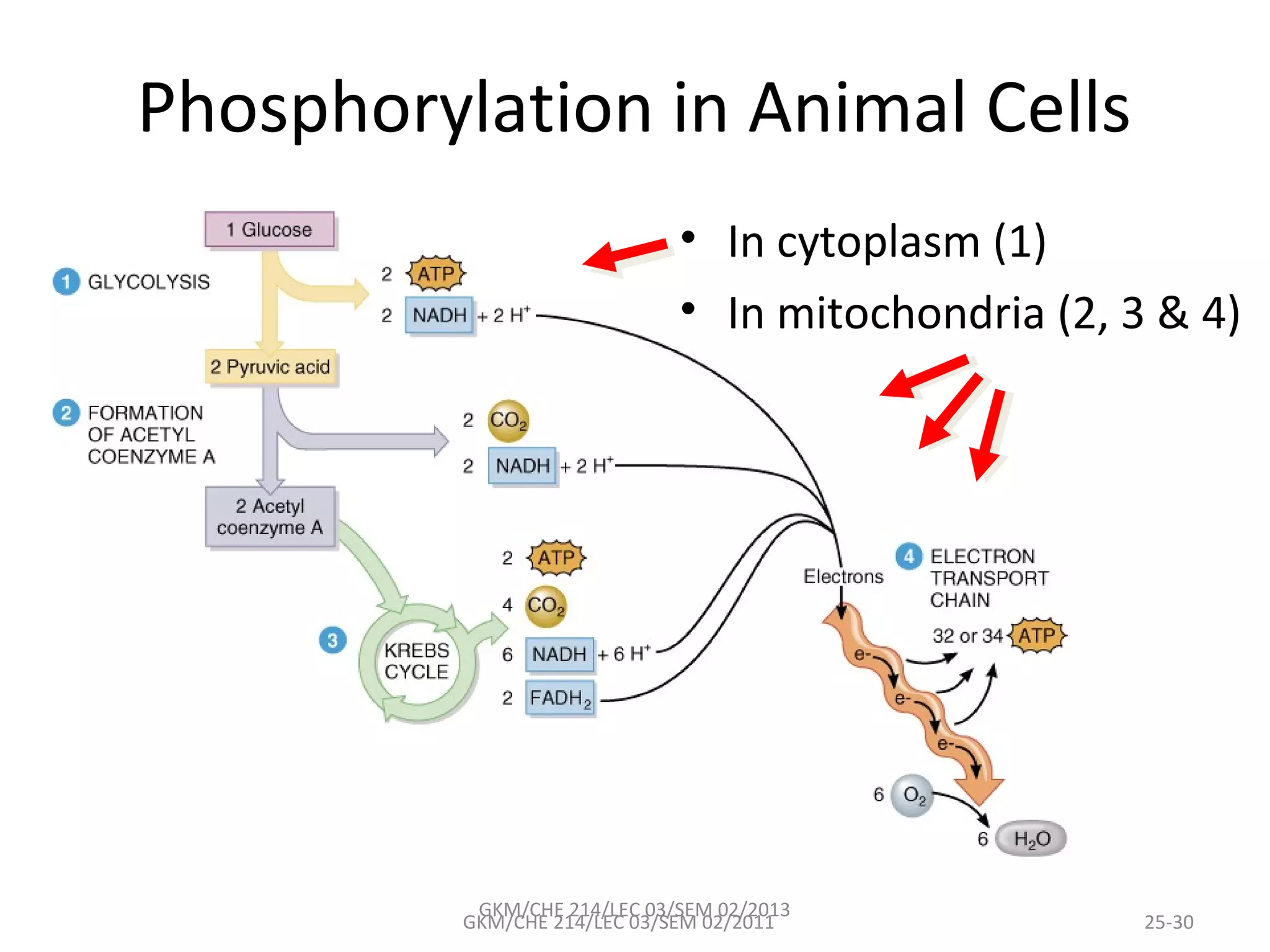 Phosphorylation in Animal Cells
                              • In cytoplasm (1)
                              • In mitochondria (2, 3 & 4)




           GKM/CHE 214/LEC 03/SEM 02/2013
          GKM/CHE 214/LEC 03/SEM 02/2011             25-30
 