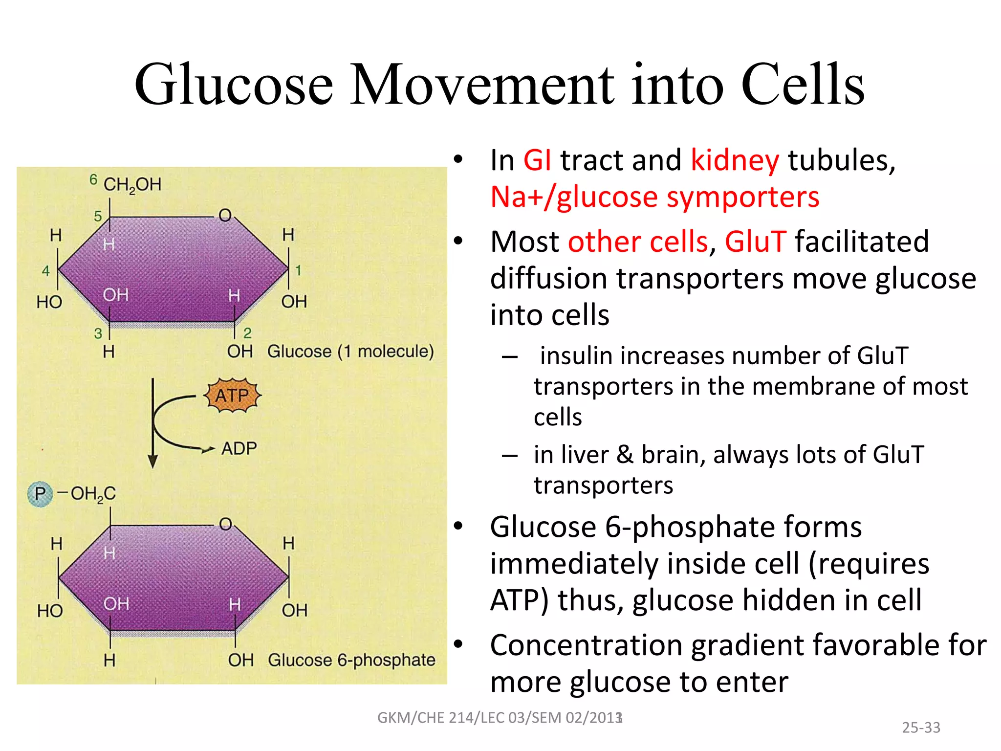 Glucose Movement into Cells
                 • In GI tract and kidney tubules,
                   Na+/glucose symporters
                 • Most other cells, GluT facilitated
                   diffusion transporters move glucose
                   into cells
                       – insulin increases number of GluT
                         transporters in the membrane of most
                         cells
                       – in liver & brain, always lots of GluT
                         transporters
                 • Glucose 6-phosphate forms
                   immediately inside cell (requires
                   ATP) thus, glucose hidden in cell
                 • Concentration gradient favorable for
                   more glucose to enter
        GKM/CHE 214/LEC 03/SEM 02/2011
                               02/2013
                                                        25-33
 