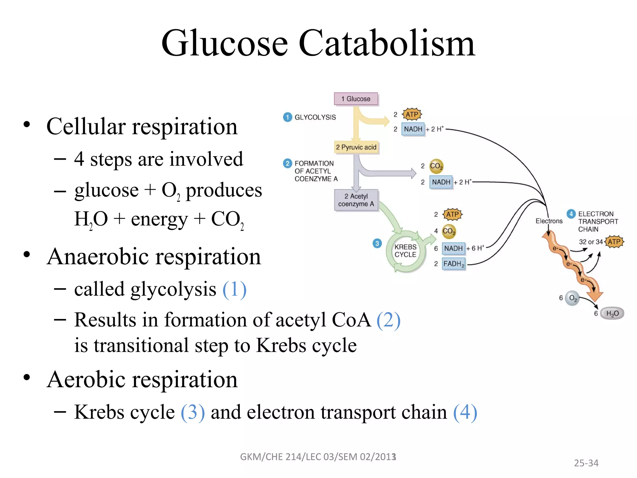 Glucose Catabolism
• Cellular respiration
   – 4 steps are involved
   – glucose + O2 produces
     H2O + energy + CO2
• Anaerobic respiration
   – called glycolysis (1)
   – Results in formation of acetyl CoA (2)
     is transitional step to Krebs cycle
• Aerobic respiration
   – Krebs cycle (3) and electron transport chain (4)

                         GKM/CHE 214/LEC 03/SEM 02/2011
                                                02/2013
                                                          25-34
 