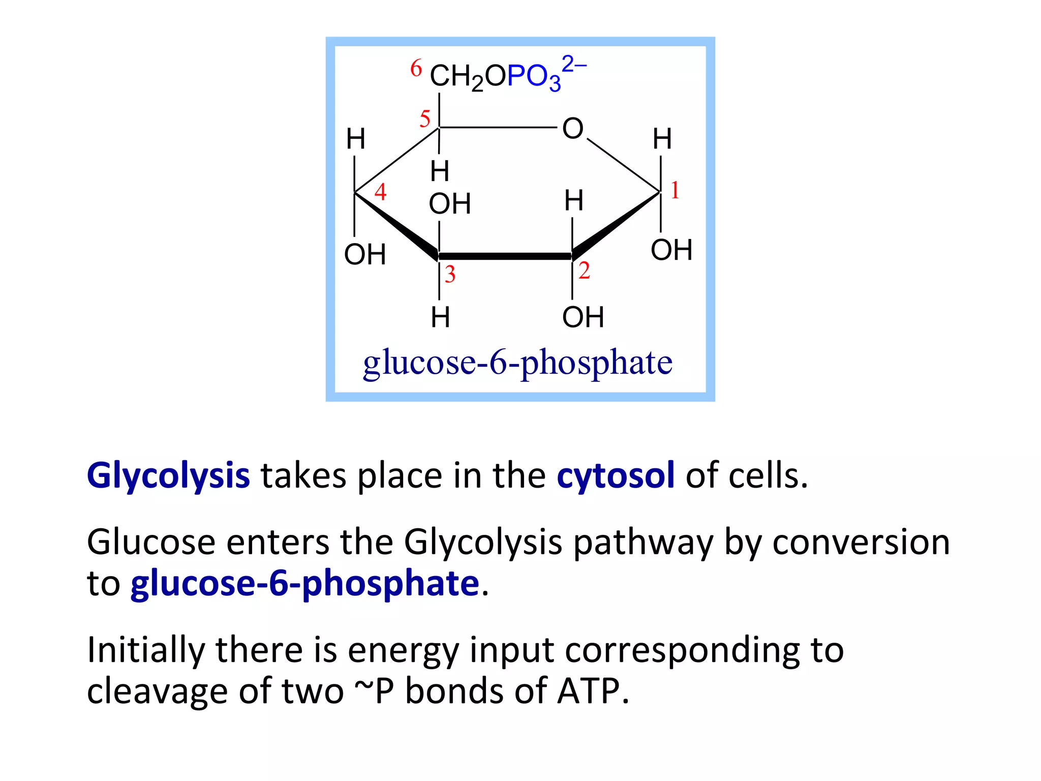 6 CH OPO 2−
                            2   3
                         5        O
                H                     H
                         H
                    4            H    1
                         OH
                OH                    OH
                          3       2
                         H       OH
                 glucose-6-phosphate


Glycolysis takes place in the cytosol of cells.
Glucose enters the Glycolysis pathway by conversion
to glucose-6-phosphate.
Initially there is energy input corresponding to
cleavage of two ~P bonds of ATP.
 