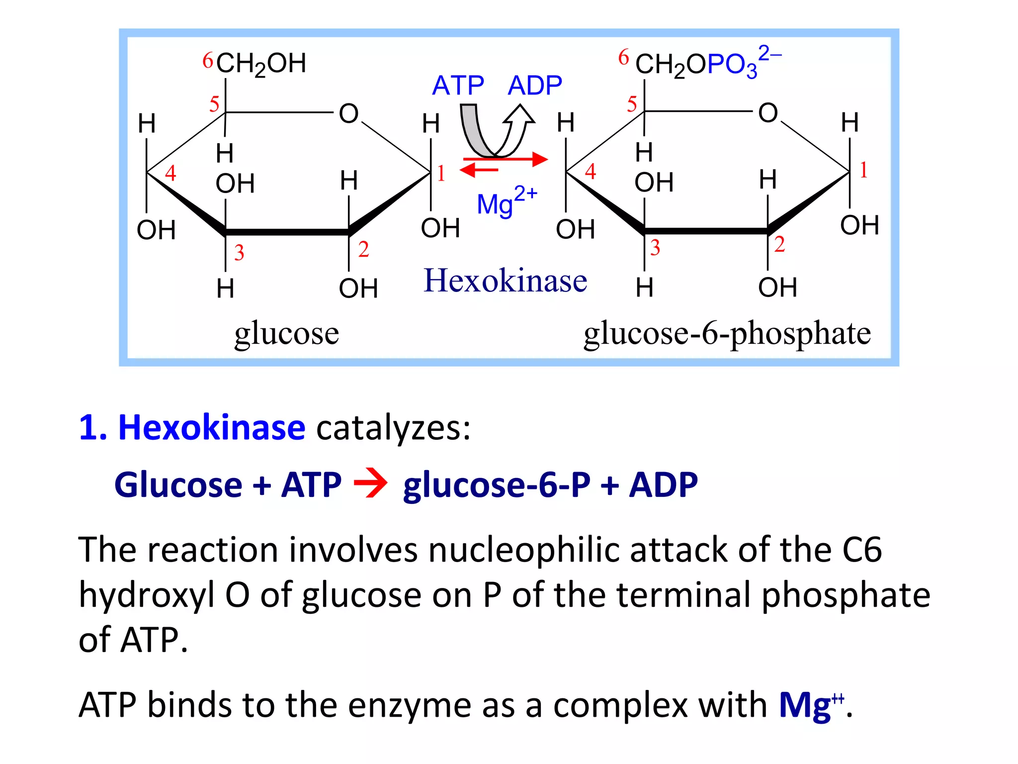 6 CH2OH                            6 CH OPO 2−
                                                  2   3
                              ATP ADP
           5         O                         5       O
   H                         H       H                      H
           H                                   H
       4                     1            4            H    1
           OH        H                         OH
                                  Mg2+
   OH                        OH          OH                 OH
               3         2                      3       2
           H         OH      Hexokinase H          OH
               glucose                 glucose-6-phosphate

1. Hexokinase catalyzes:
   Glucose + ATP  glucose-6-P + ADP
The reaction involves nucleophilic attack of the C6
hydroxyl O of glucose on P of the terminal phosphate
of ATP.
ATP binds to the enzyme as a complex with Mg++.
 