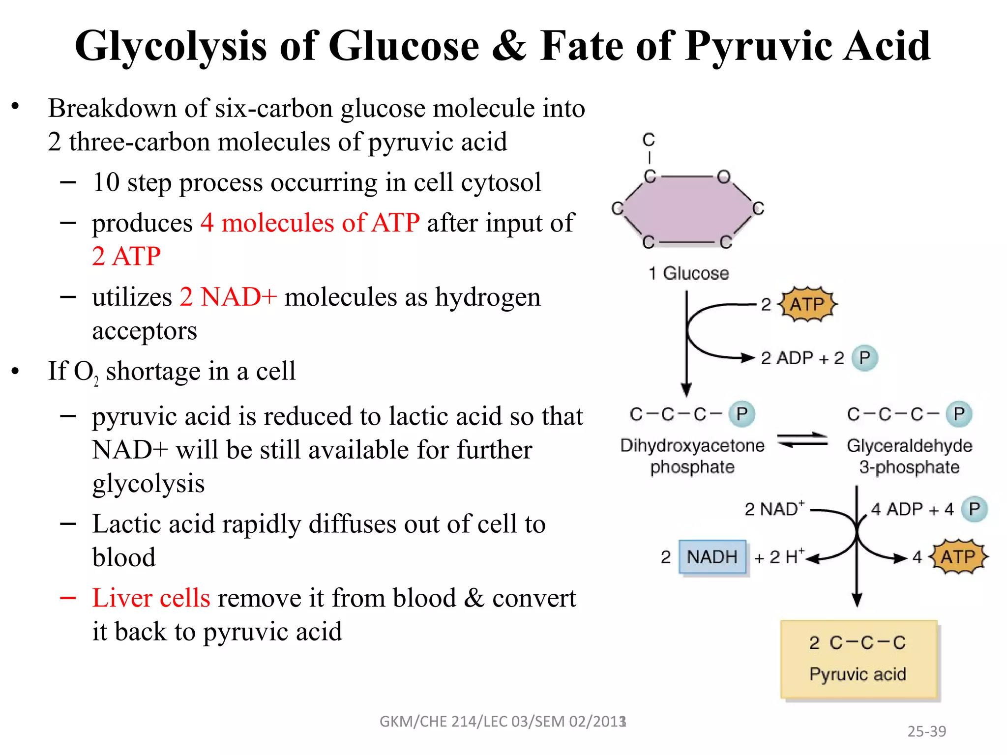 Glycolysis of Glucose & Fate of Pyruvic Acid
•   Breakdown of six-carbon glucose molecule into
    2 three-carbon molecules of pyruvic acid
     – 10 step process occurring in cell cytosol
     – produces 4 molecules of ATP after input of
        2 ATP
     – utilizes 2 NAD+ molecules as hydrogen
        acceptors
•   If O2 shortage in a cell
     – pyruvic acid is reduced to lactic acid so that
       NAD+ will be still available for further
       glycolysis
     – Lactic acid rapidly diffuses out of cell to
       blood
     – Liver cells remove it from blood & convert
       it back to pyruvic acid


                                  GKM/CHE 214/LEC 03/SEM 02/2011
                                                         02/2013
                                                                   25-39
 