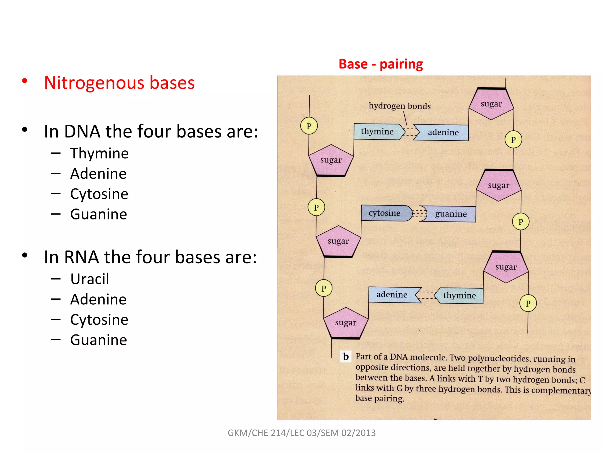 Base - pairing
• Nitrogenous bases

• In DNA the four bases are:
   –   Thymine
   –   Adenine
   –   Cytosine
   –   Guanine

• In RNA the four bases are:
   –   Uracil
   –   Adenine
   –   Cytosine
   –   Guanine




                        GKM/CHE 214/LEC 03/SEM 02/2013
 