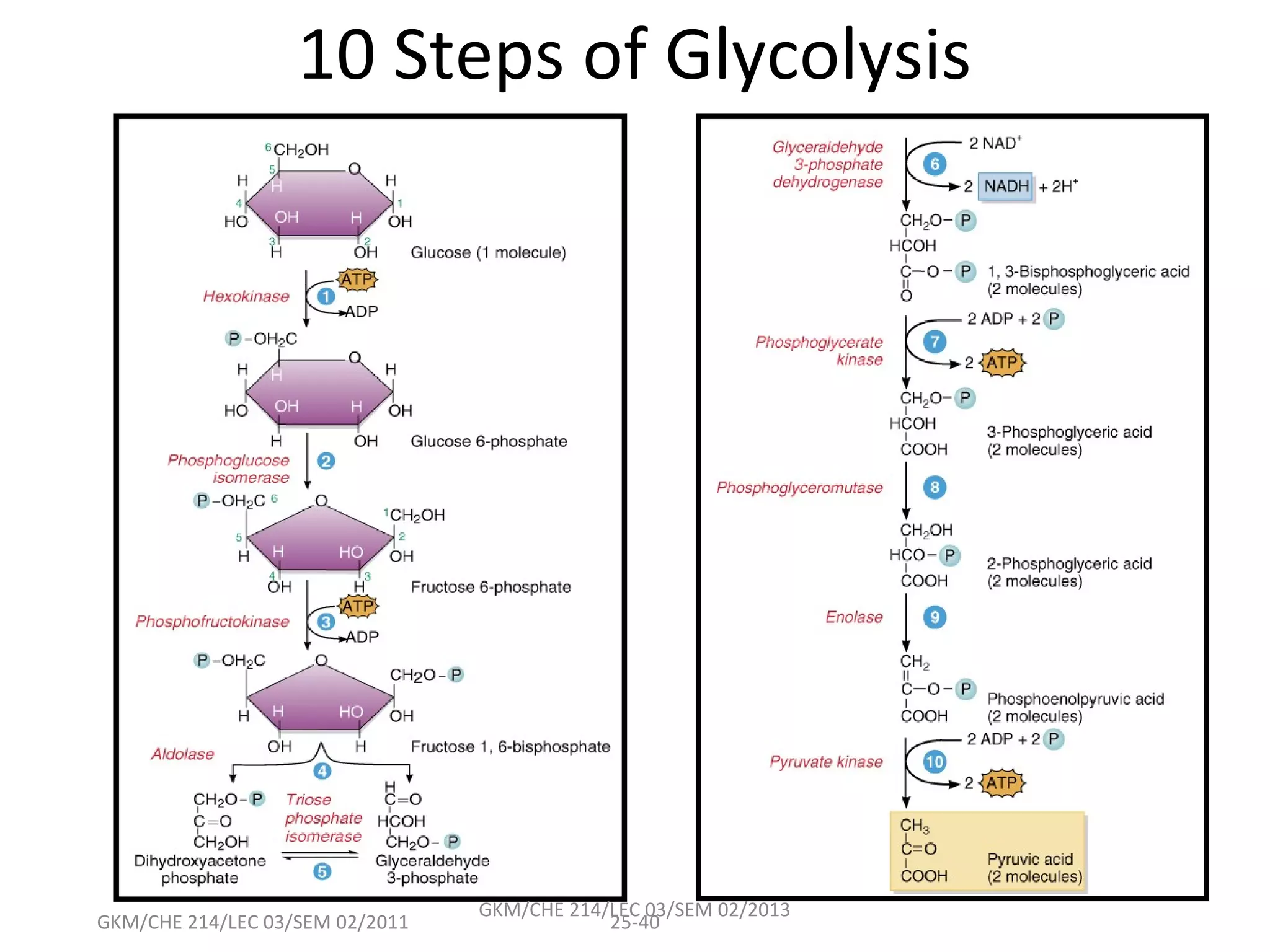 10 Steps of Glycolysis




                                 GKM/CHE 214/LEC 03/SEM 02/2013
GKM/CHE 214/LEC 03/SEM 02/2011               25-40
 