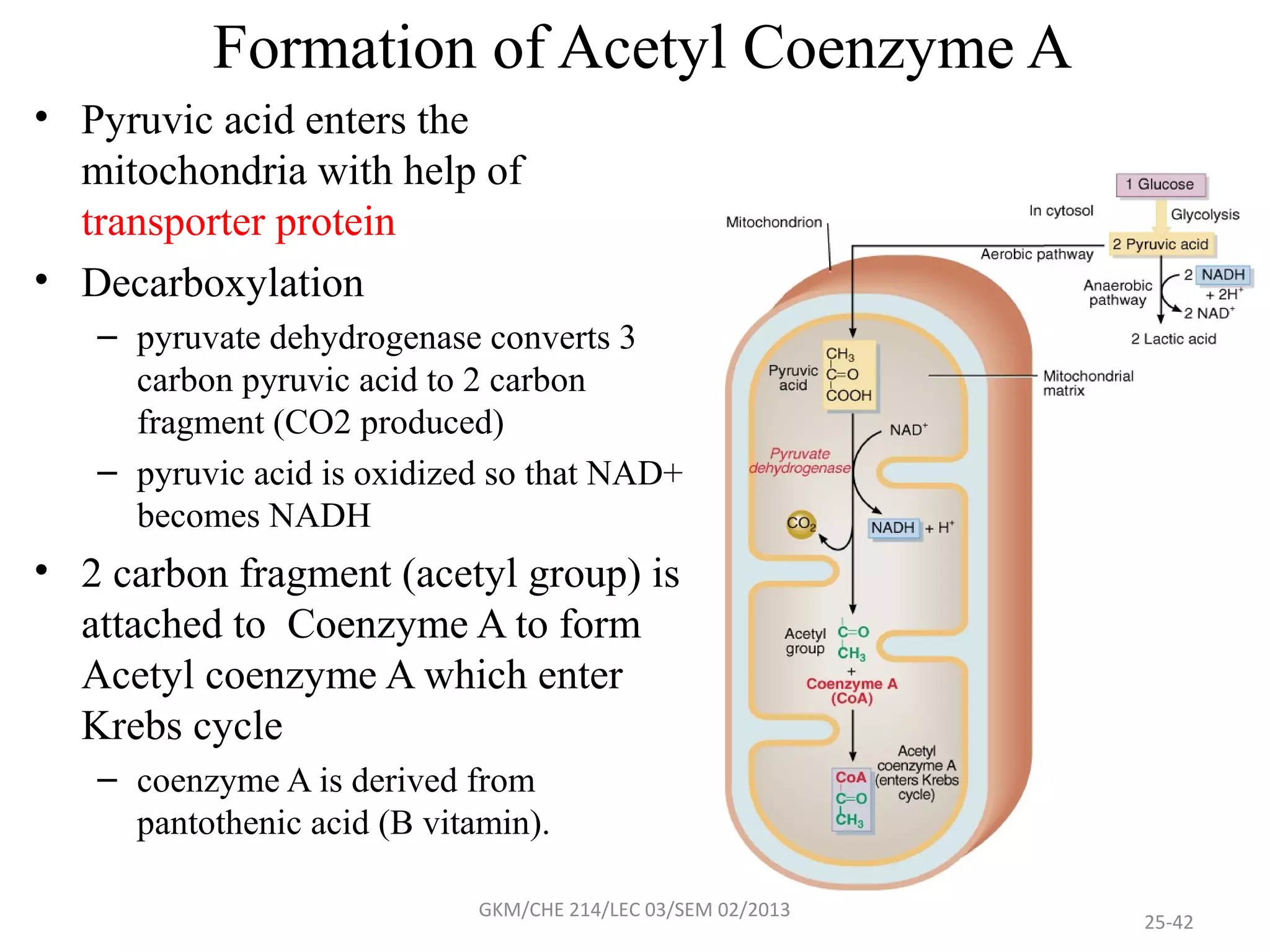 Formation of Acetyl Coenzyme A
• Pyruvic acid enters the
  mitochondria with help of
  transporter protein
• Decarboxylation
   – pyruvate dehydrogenase converts 3
     carbon pyruvic acid to 2 carbon
     fragment (CO2 produced)
   – pyruvic acid is oxidized so that NAD+
     becomes NADH
• 2 carbon fragment (acetyl group) is
  attached to Coenzyme A to form
  Acetyl coenzyme A which enter
  Krebs cycle
   – coenzyme A is derived from
     pantothenic acid (B vitamin).

                             GKM/CHE 214/LEC 03/SEM 02/2013
                                                              25-42
 