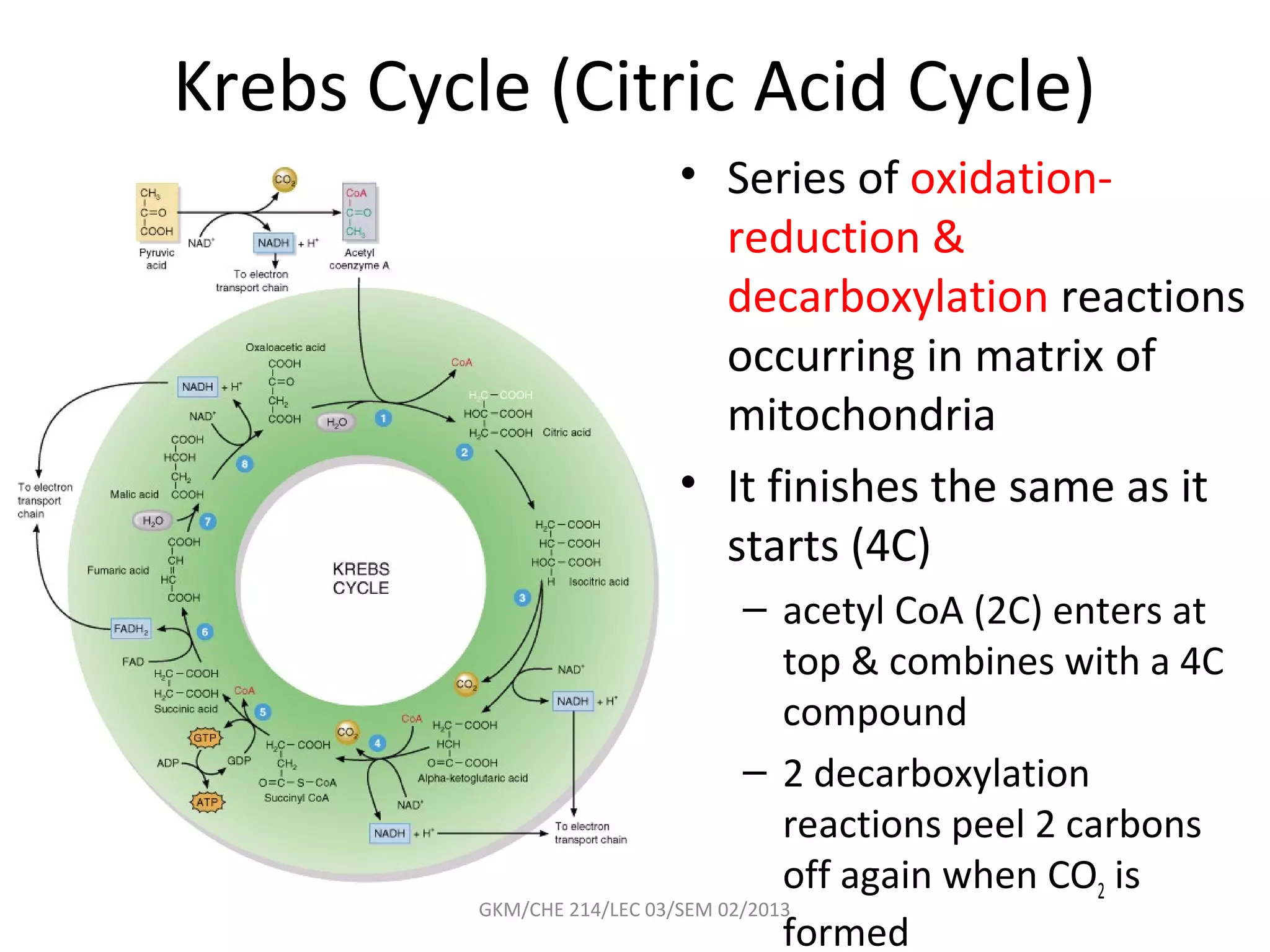 Krebs Cycle (Citric Acid Cycle)
                        • Series of oxidation-
                          reduction &
                          decarboxylation reactions
                          occurring in matrix of
                          mitochondria
                        • It finishes the same as it
                          starts (4C)
                                   – acetyl CoA (2C) enters at
                                       top & combines with a 4C
                                       compound
                                   – 2 decarboxylation
                                       reactions peel 2 carbons
                                       off again when CO2 is
          GKM/CHE 214/LEC 03/SEM 02/2013
                                       formed
 