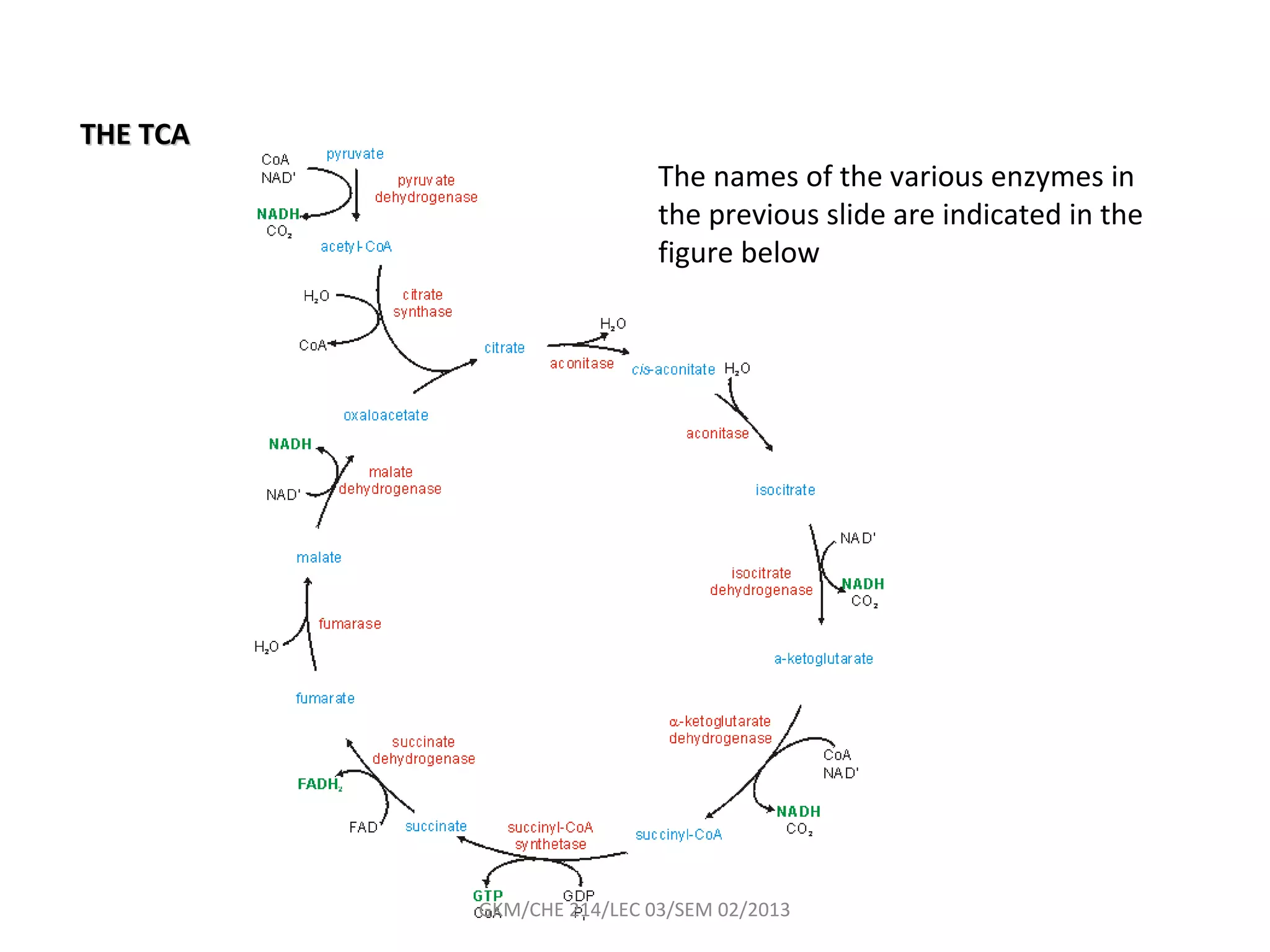 THE TCA
                           The names of the various enzymes in
                           the previous slide are indicated in the
                           figure below




          GKM/CHE 214/LEC 03/SEM 02/2013
 