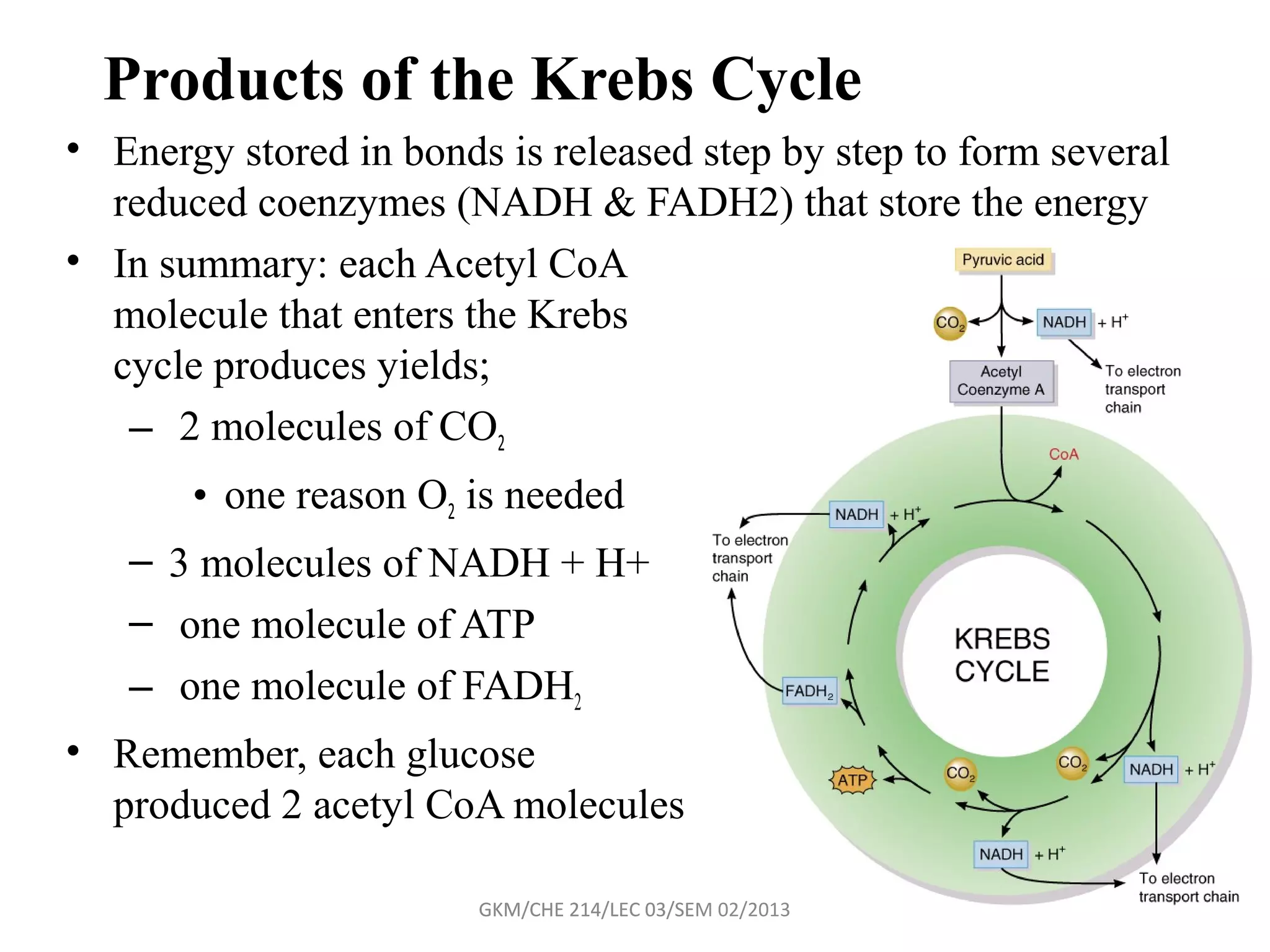 Products of the Krebs Cycle
• Energy stored in bonds is released step by step to form several
  reduced coenzymes (NADH & FADH2) that store the energy
• In summary: each Acetyl CoA
  molecule that enters the Krebs
  cycle produces yields;
   – 2 molecules of CO2
       • one reason O2 is needed
   – 3 molecules of NADH + H+
   – one molecule of ATP
   – one molecule of FADH2
• Remember, each glucose
  produced 2 acetyl CoA molecules

                        GKM/CHE 214/LEC 03/SEM 02/2011
                                               02/2013
 