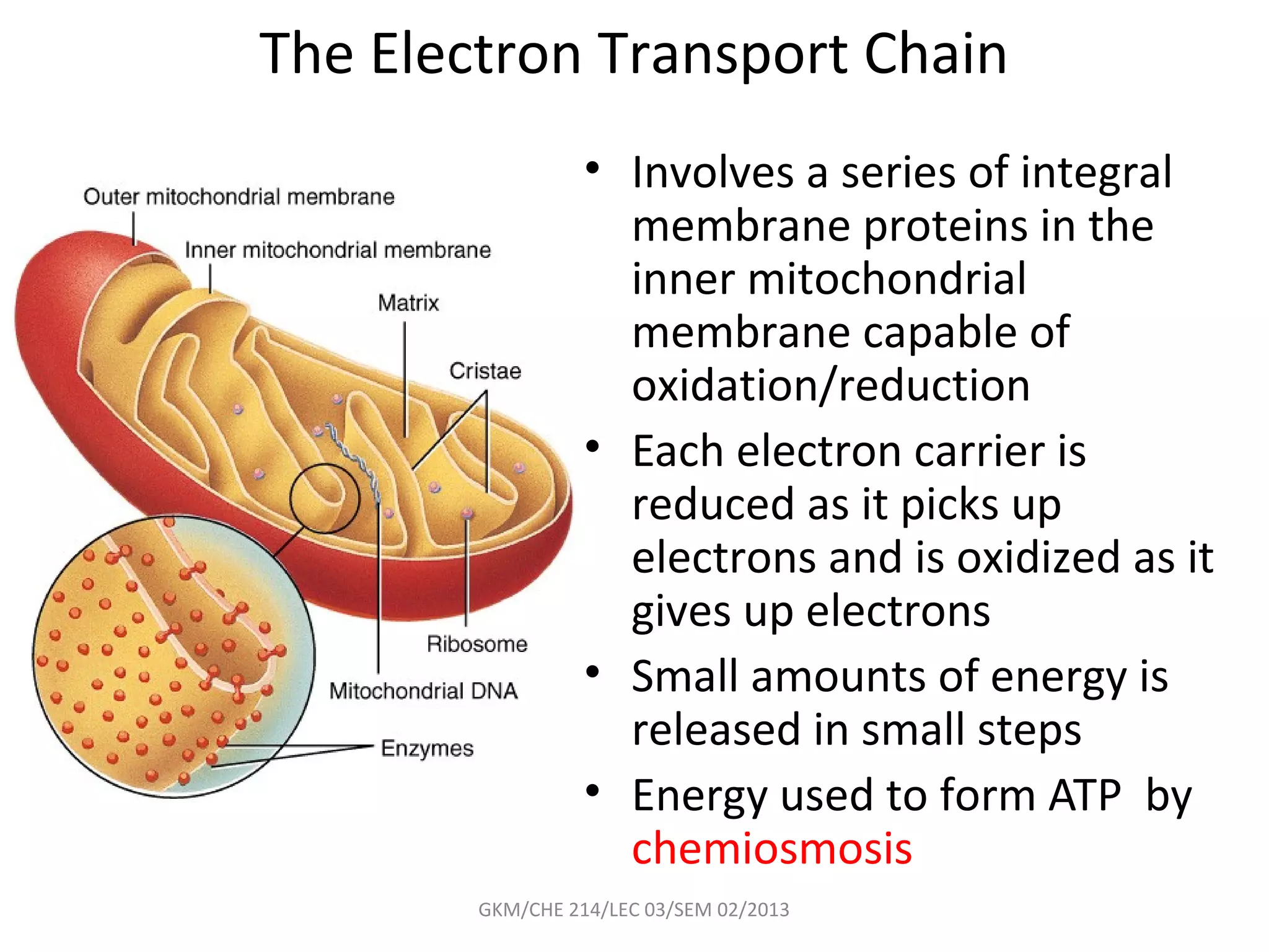 The Electron Transport Chain
                  • Involves a series of integral
                    membrane proteins in the
                    inner mitochondrial
                    membrane capable of
                    oxidation/reduction
                  • Each electron carrier is
                    reduced as it picks up
                    electrons and is oxidized as it
                    gives up electrons
                  • Small amounts of energy is
                    released in small steps
                  • Energy used to form ATP by
                    chemiosmosis
        GKM/CHE 214/LEC 03/SEM 02/2013
 