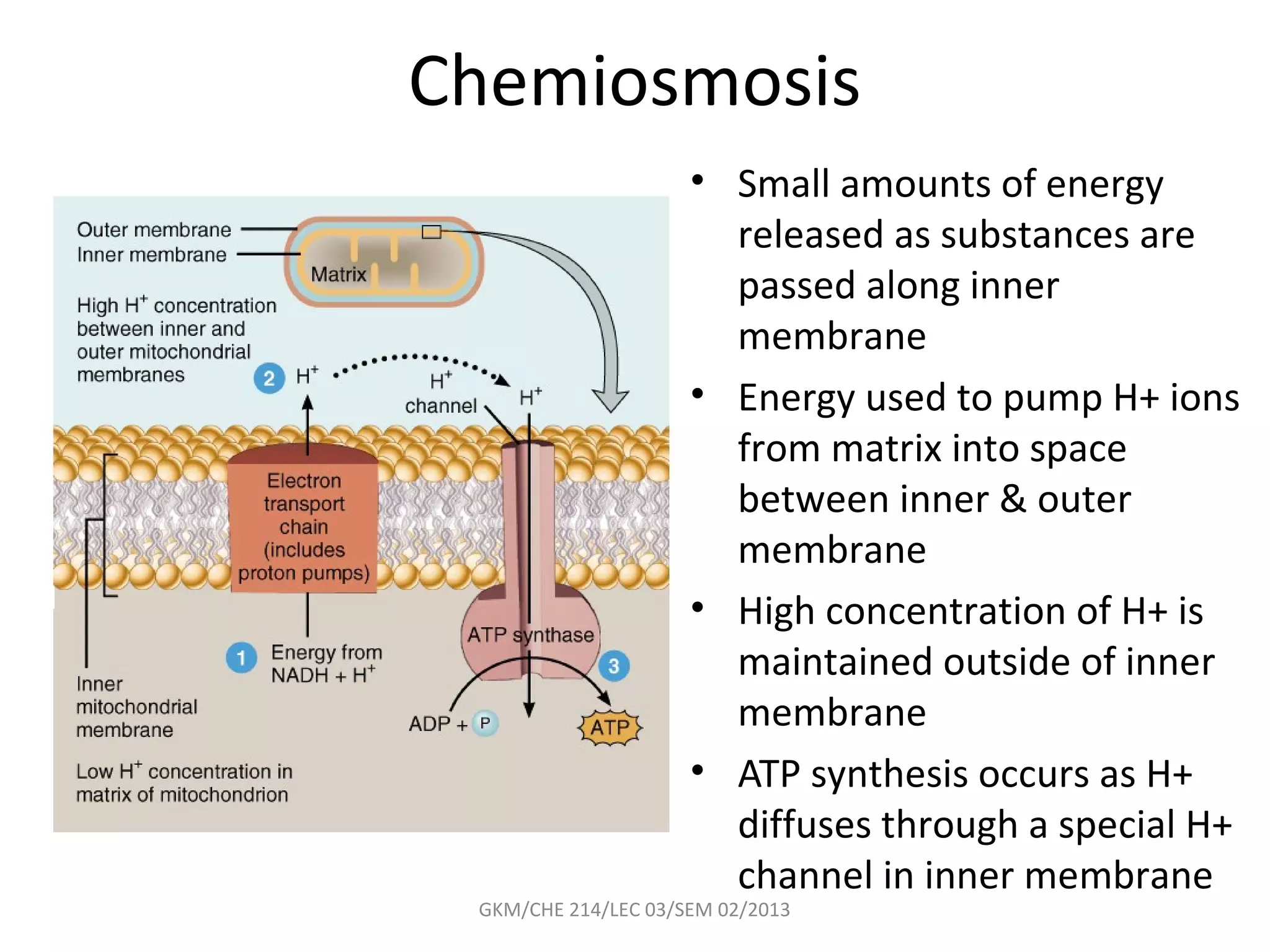 Chemiosmosis
                     • Small amounts of energy
                       released as substances are
                       passed along inner
                       membrane
                     • Energy used to pump H+ ions
                       from matrix into space
                       between inner & outer
                       membrane
                     • High concentration of H+ is
                       maintained outside of inner
                       membrane
                     • ATP synthesis occurs as H+
                       diffuses through a special H+
                       channel in inner membrane
 GKM/CHE 214/LEC 03/SEM 02/2013
 