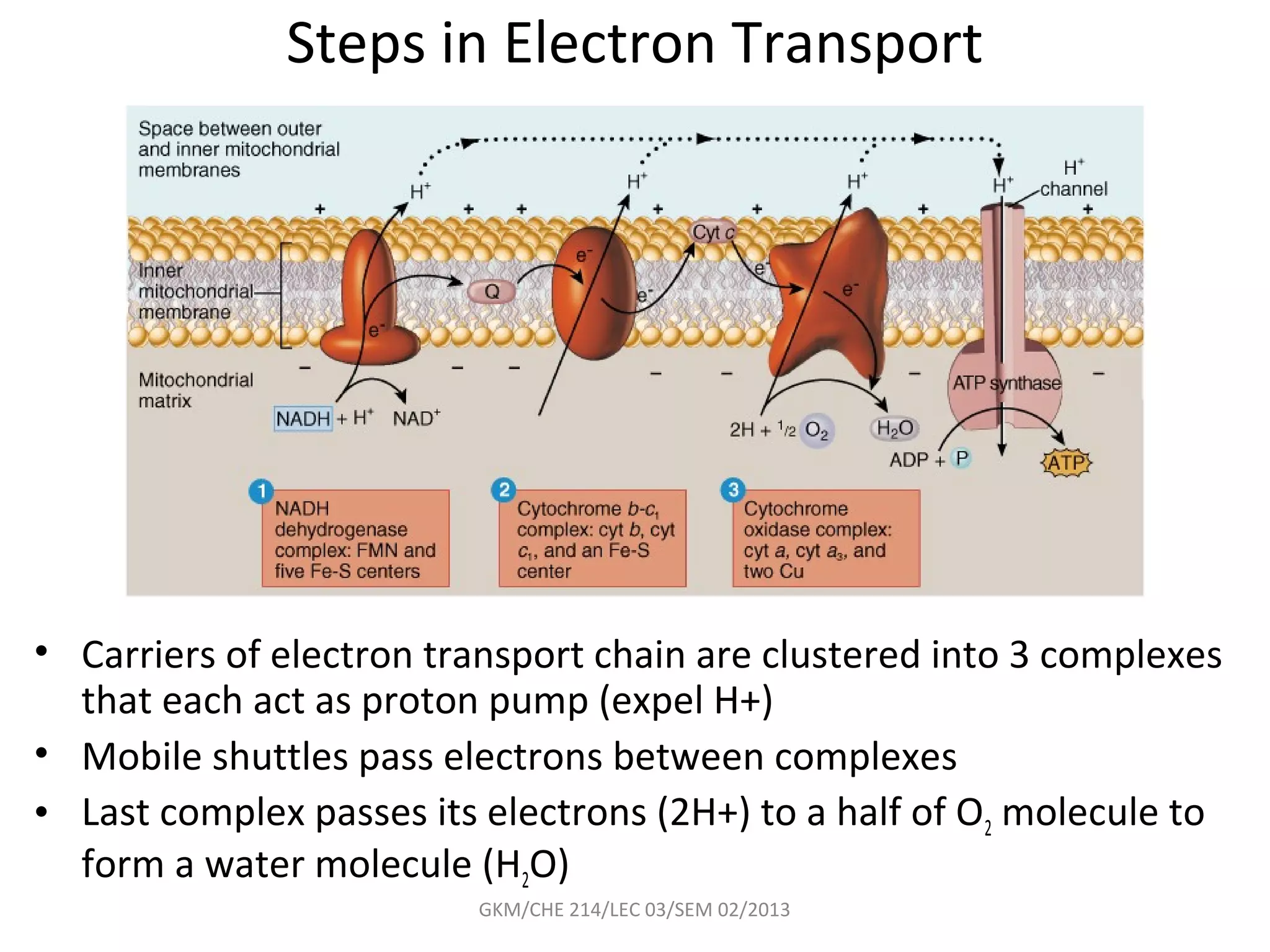 Steps in Electron Transport




• Carriers of electron transport chain are clustered into 3 complexes
  that each act as proton pump (expel H+)
• Mobile shuttles pass electrons between complexes
• Last complex passes its electrons (2H+) to a half of O2 molecule to
  form a water molecule (H2O)
                         GKM/CHE 214/LEC 03/SEM 02/2013
 