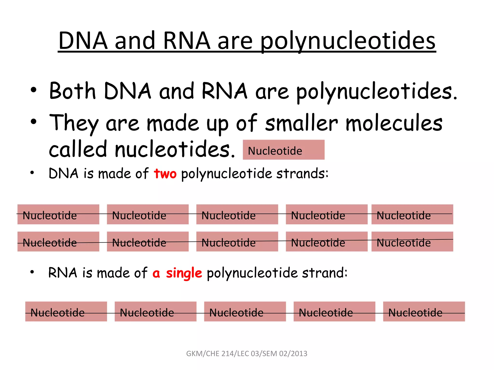 DNA and RNA are polynucleotides
 • Both DNA and RNA are polynucleotides.
 • They are made up of smaller molecules
   called nucleotides. Nucleotide
 •   DNA is made of two polynucleotide strands:


Nucleotide    Nucleotide       Nucleotide            Nucleotide     Nucleotide

Nucleotide    Nucleotide       Nucleotide            Nucleotide     Nucleotide

 •   RNA is made of a single polynucleotide strand:

 Nucleotide    Nucleotide        Nucleotide            Nucleotide     Nucleotide


                            GKM/CHE 214/LEC 03/SEM 02/2013
 