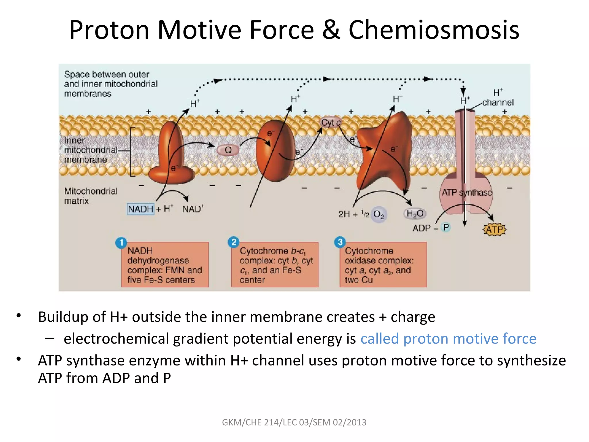 Proton Motive Force & Chemiosmosis




•   Buildup of H+ outside the inner membrane creates + charge
     – electrochemical gradient potential energy is called proton motive force
•   ATP synthase enzyme within H+ channel uses proton motive force to synthesize
    ATP from ADP and P

                              GKM/CHE 214/LEC 03/SEM 02/2013
 