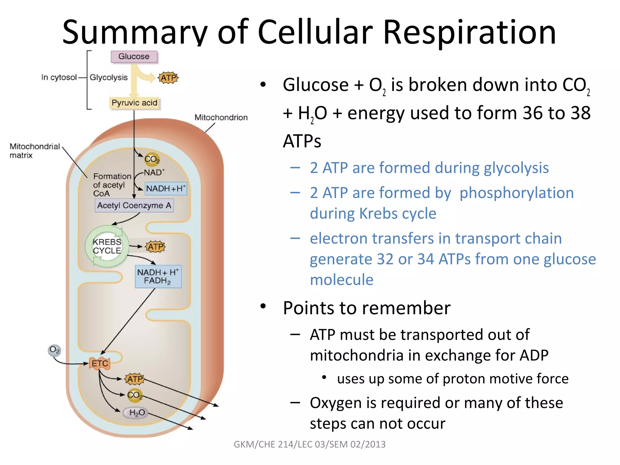 Summary of Cellular Respiration
               • Glucose + O2 is broken down into CO2
                 + H2O + energy used to form 36 to 38
                 ATPs
                     – 2 ATP are formed during glycolysis
                     – 2 ATP are formed by phosphorylation
                       during Krebs cycle
                     – electron transfers in transport chain
                       generate 32 or 34 ATPs from one glucose
                       molecule
               • Points to remember
                     – ATP must be transported out of
                       mitochondria in exchange for ADP
                           • uses up some of proton motive force
                     – Oxygen is required or many of these
                       steps can not occur
          GKM/CHE 214/LEC 03/SEM 02/2013
 