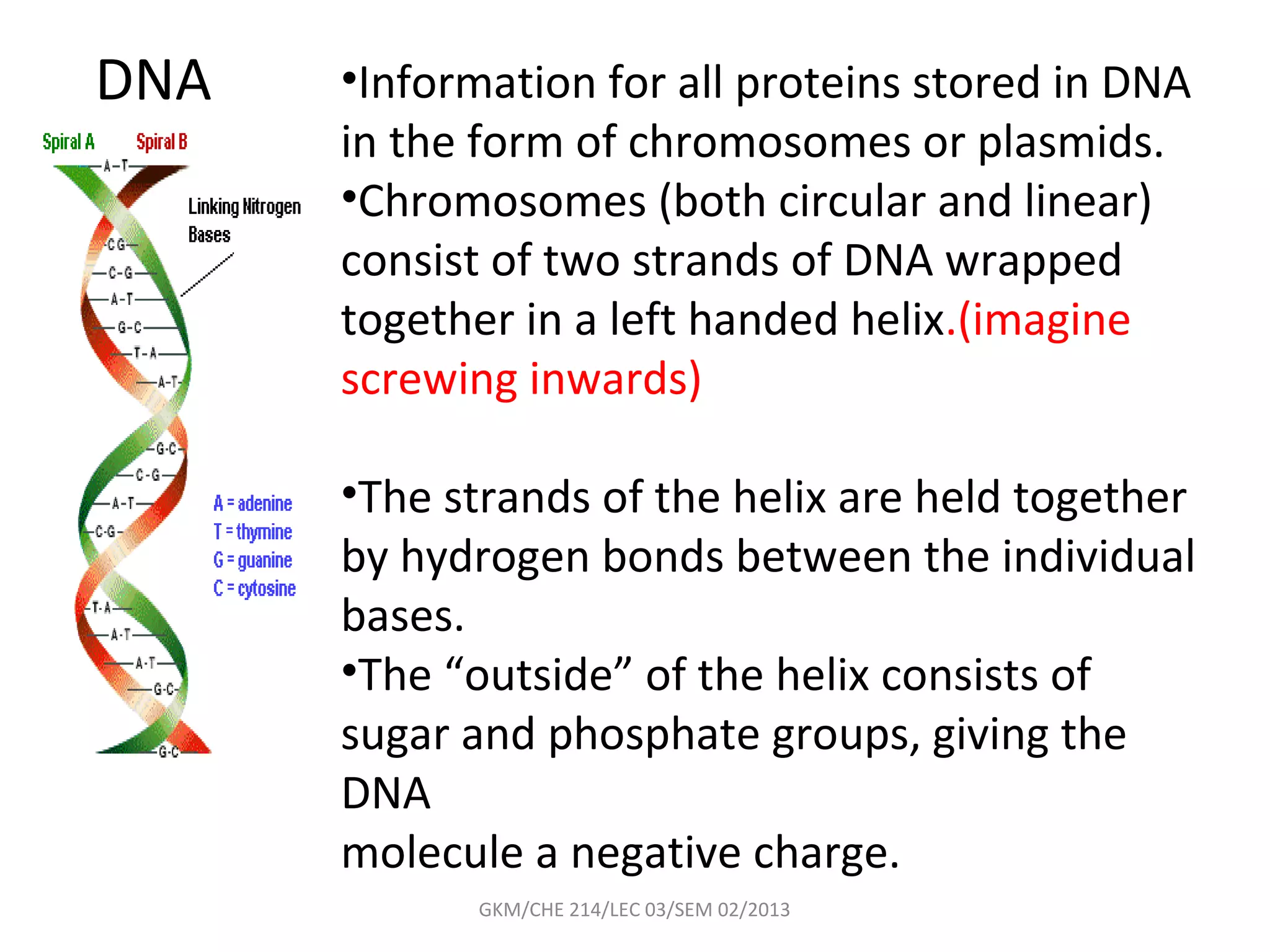 DNA   •Information for all proteins stored in DNA
      in the form of chromosomes or plasmids.
      •Chromosomes (both circular and linear)
      consist of two strands of DNA wrapped
      together in a left handed helix.(imagine
      screwing inwards)

      •The strands of the helix are held together
      by hydrogen bonds between the individual
      bases.
      •The “outside” of the helix consists of
      sugar and phosphate groups, giving the
      DNA
      molecule a negative charge.
            GKM/CHE 214/LEC 03/SEM 02/2013
 