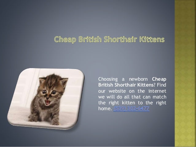 cheap kittens