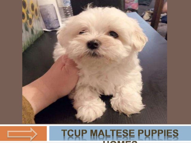 puppy adoption stores near me
