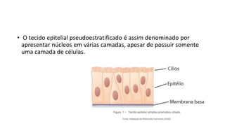 • O tecido epitelial pseudoestratificado é assim denominado por
apresentar núcleos em várias camadas, apesar de possuir somente
uma camada de células.
 