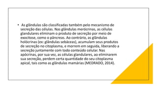 • As glândulas são classificadas também pelo mecanismo de
secreção das células. Nas glândulas merócrinas, as células
glandulares eliminam o produto de secreção por meio de
exocitose, como o pâncreas. Ao contrário, as glândulas
holócrinas (ex: glândulas sebáceas), acumulam seus produtos
de secreção no citoplasma, e morrem em seguida, liberando a
secreção juntamente com todo conteúdo celular. Nas
apócrinas, por sua vez, as células glandulares, ao eliminarem
sua secreção, perdem certa quantidade do seu citoplasma
apical, tais como as glândulas mamárias (MEDRADO, 2014).
 