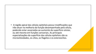 • A região apical das células epiteliais possui modificações que
irão atuar na melhoria da função desempenhada pela célula,
podendo estar associadas ao aumento da superfície celular,
ou até mesmo em funções sensoriais. As principais
especializações da superfície das células epiteliais são as
microvilosidades, os cílios, os flagelos e os estereocílios.
 