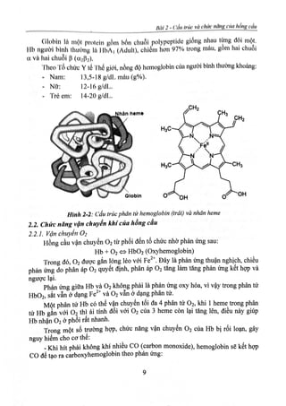 Cấu trúc và chức năng của hồng cầu