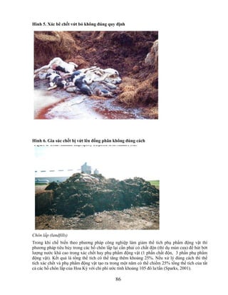 Hình 5. Xác bê chết vứt bỏ không đúng quy định




Hình 6. Gia súc chết bị vứt lên đống phân không đúng cách




Chôn lấp (landfills)
Trong khi chế biến theo phương pháp công nghiệp làm giảm thể tích phụ phẩm động vật thì
phương pháp tiêu hủy trong các hố chôn lấp lại cần phải có chất độn (thí dụ mùn cưa) để hút bớt
lượng nước khá cao trong xác chết hay phụ phẩm động vật (1 phần chất độn, 3 phần phụ phẩm
động vật). Kết quả là tổng thể tích có thể tăng thêm khoảng 25%. Nếu xử lý đúng cách thì thể
tích xác chết và phụ phẩm động vật tạo ra trong một năm có thể chiếm 25% tổng thể tích của tất
cả các hố chôn lấp của Hoa Kỳ với chi phí ước tính khoảng 105 đô la/tấn (Sparks, 2001).

                                             86
 