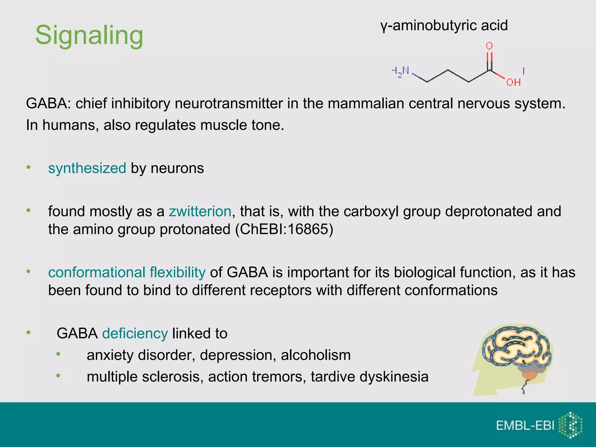 Signaling γ-aminobutyric acid  GABA: chief inhibitory neurotransmitter in the mammalian central nervous system.  In humans, also regulates muscle tone. synthesized  by neurons found mostly as a  zwitterion , that is, with the carboxyl group deprotonated and the amino group protonated (ChEBI:16865) conformational flexibility  of GABA is important for its biological function, as it has been found to bind to different receptors with different conformations GABA  deficiency  linked to  anxiety disorder, depression, alcoholism  multiple sclerosis, action tremors, tardive dyskinesia 