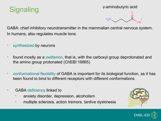 Signaling γ-aminobutyric acid  GABA: chief inhibitory neurotransmitter in the mammalian central nervous system.  In humans, also regulates muscle tone. synthesized  by neurons found mostly as a  zwitterion , that is, with the carboxyl group deprotonated and the amino group protonated (ChEBI:16865) conformational flexibility  of GABA is important for its biological function, as it has been found to bind to different receptors with different conformations GABA  deficiency  linked to  anxiety disorder, depression, alcoholism  multiple sclerosis, action tremors, tardive dyskinesia 