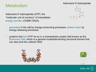 Metabolism Adenosine 5’-triphosphate (ATP): the "molecular unit of currency" of intracellular  energy transfer . (ChEBI:15422) generated  in the cell by energy-consuming processes,  broken down  by energy-releasing processes proteins that  bind  ATP do so in a characteristic protein fold known as the  Rossmann fold , which is a general nucleotide-binding structural domain that can also bind the cofactor NAD  Adenosine 5'-triphosphate  