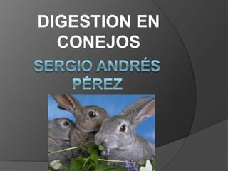 DIGESTION EN CONEJOS Sergio Andrés Pérez 710098 