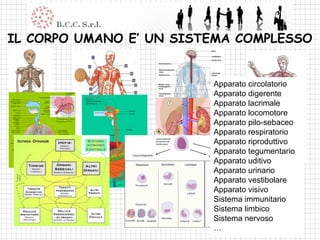 IL CORPO UMANO E’ UN SISTEMA COMPLESSO


                         Apparato circolatorio
                         Apparato digerente
                         Apparato lacrimale
                         Apparato locomotore
                         Apparato pilo-sebaceo
                         Apparato respiratorio
                         Apparato riproduttivo
                         Apparato tegumentario
                         Apparato uditivo
                         Apparato urinario
                         Apparato vestibolare
                         Apparato visivo
                         Sistema immunitario
                         Sistema limbico
                         Sistema nervoso
                         …
 