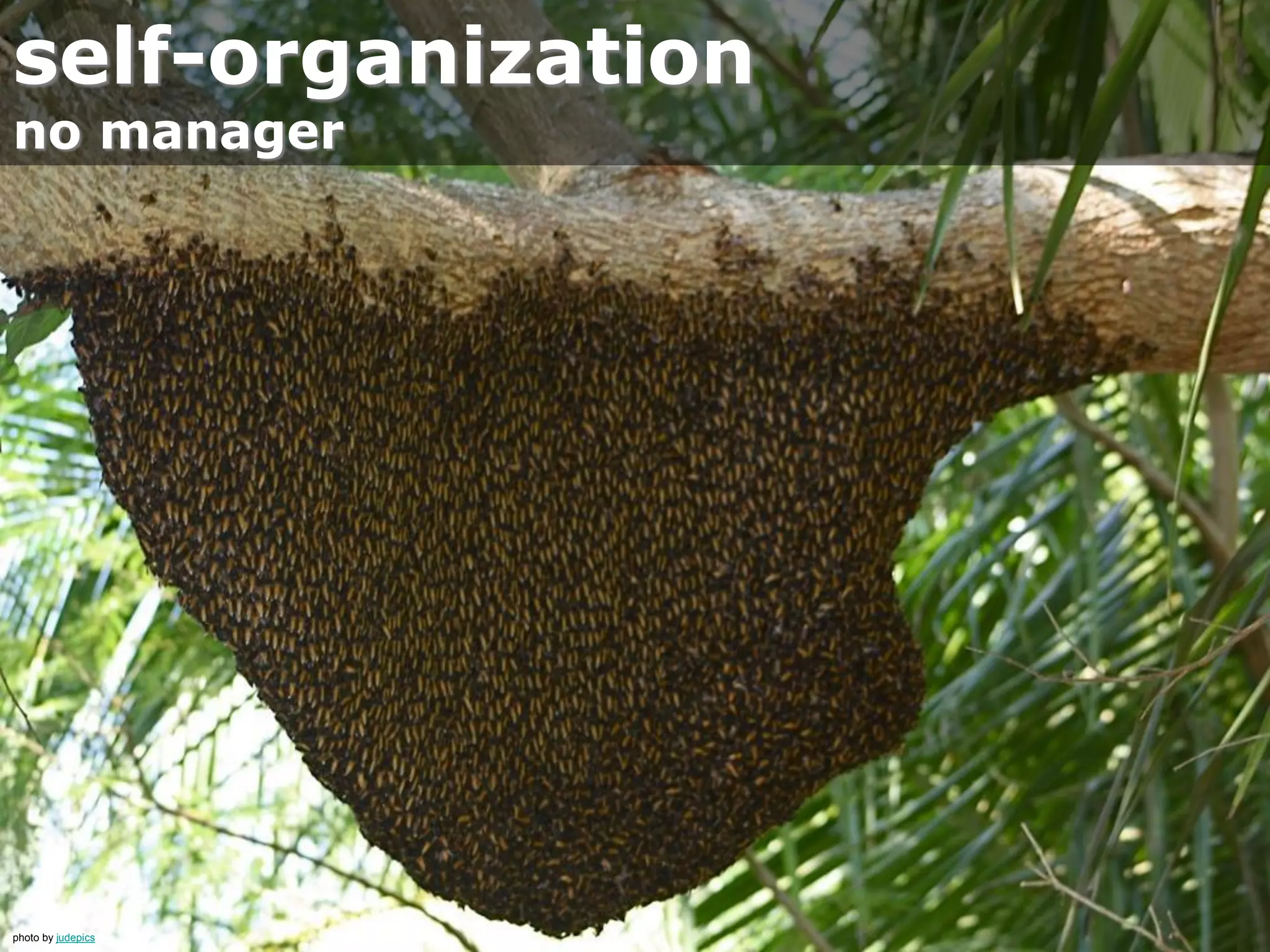 self-organization
no manager
photo by judepics
 