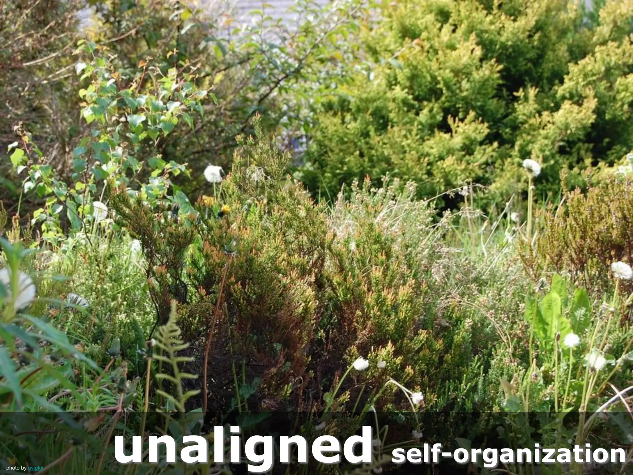 unaligned self-organizationphoto by aviplot
 
