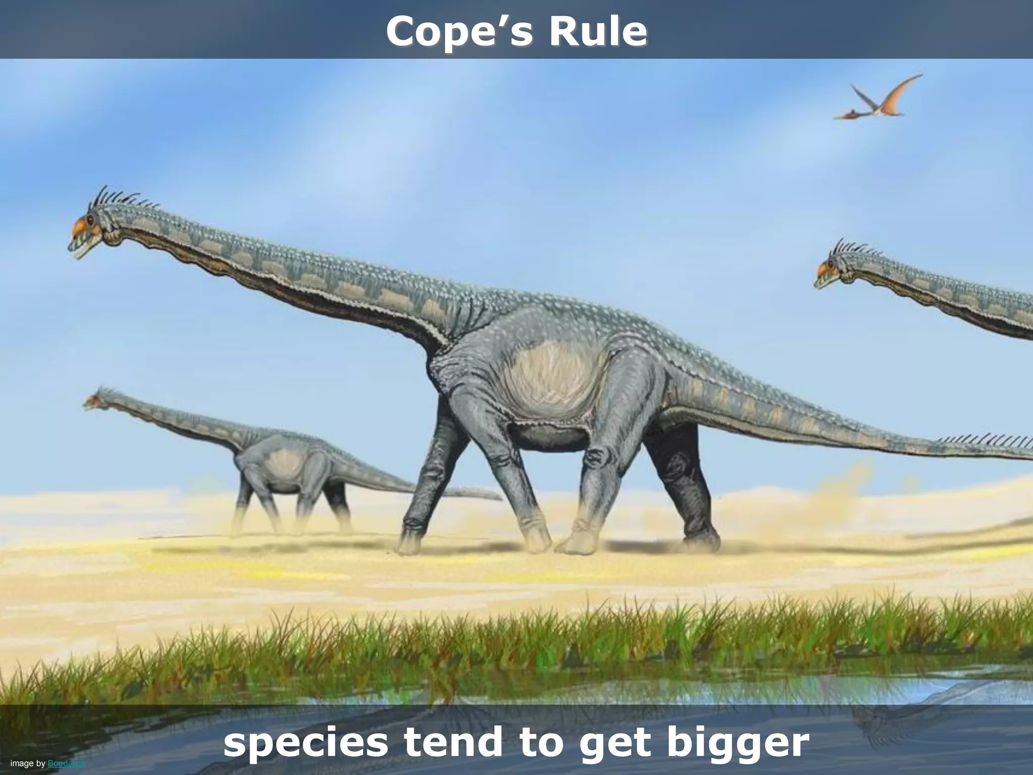 Cope’s Rule
species tend to get biggerimage by Bogdanov
 