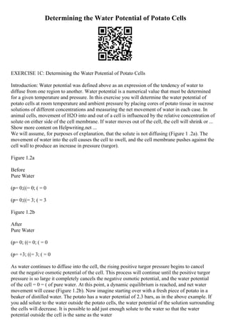 Determining the Water Potential of Potato Cells
EXERCISE 1C: Determining the Water Potential of Potato Cells
Introduction: Water potential was defined above as an expression of the tendency of water to
diffuse from one region to another. Water potential is a numerical value that must be determined
for a given temperature and pressure. In this exercise you will determine the water potential of
potato cells at room temperature and ambient pressure by placing cores of potato tissue in sucrose
solutions of different concentrations and measuring the net movement of water in each case. In
animal cells, movement of H2O into and out of a cell is influenced by the relative concentration of
solute on either side of the cell membrane. If water moves out of the cell, the cell will shrink or ...
Show more content on Helpwriting.net ...
We will assume, for purposes of explanation, that the solute is not diffusing (Figure 1 .2a). The
movement of water into the cell causes the cell to swell, and the cell membrane pushes against the
cell wall to produce an increase in pressure (turgor).
Figure 1.2a
Before
Pure Water
(p= 0;((= 0; ( = 0
(p= 0;((= 3; ( = 3
Figure 1.2b
After
Pure Water
(p= 0; ((= 0; ( = 0
(p= +3; ((= 3; ( = 0
As water continues to diffuse into the cell, the rising positive turgor pressure begins to cancel
out the negative osmotic potential of the cell. This process will continue until the positive turgor
pressure is so large it completely cancels the negative osmotic potential, and the water potential
of the cell = 0 = ( of pure water. At this point, a dynamic equilibrium is reached, and net water
movement will cease (Figure 1.2b). Now imagine starting over with a fresh piece of potato in a
beaker of distilled water. The potato has a water potential of 2.3 bars, as in the above example. If
you add solute to the water outside the potato cells, the water potential of the solution surrounding
the cells will decrease. It is possible to add just enough solute to the water so that the water
potential outside the cell is the same as the water
 