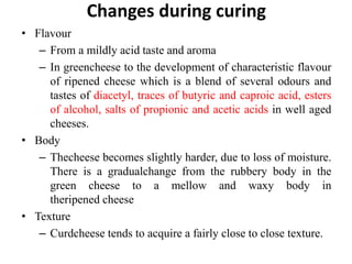 Changes during curing
• Flavour
– From a mildly acid taste and aroma
– In greencheese to the development of characteristic flavour
of ripened cheese which is a blend of several odours and
tastes of diacetyl, traces of butyric and caproic acid, esters
of alcohol, salts of propionic and acetic acids in well aged
cheeses.
• Body
– Thecheese becomes slightly harder, due to loss of moisture.
There is a gradualchange from the rubbery body in the
green cheese to a mellow and waxy body in
theripened cheese
• Texture
– Curdcheese tends to acquire a fairly close to close texture.
 