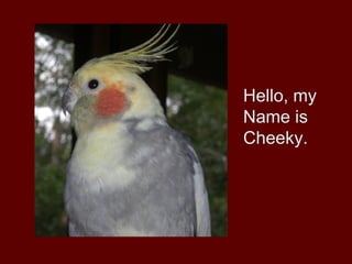 Hello, my
Name is
Cheeky.
 