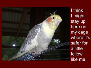 I think
I might
stay up
here on
my cage
where it’s
safer for
a little
fellow
like me.
 