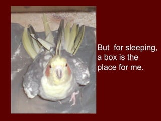 But for sleeping,
a box is the
place for me.
 