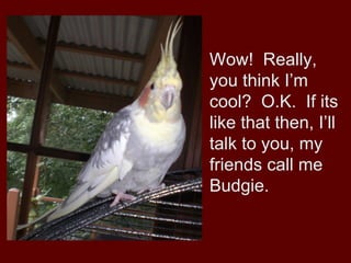 Wow! Really,
you think I’m
cool? O.K. If its
like that then, I’ll
talk to you, my
friends call me
Budgie.
 