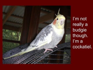 I’m not
really a
budgie
though.
I’m a
cockatiel.
 