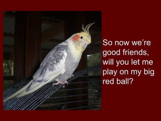 So now we’re
good friends,
will you let me
play on my big
red ball?
 
