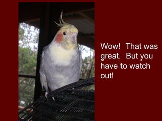 Wow! That was
great. But you
have to watch
out!
 
