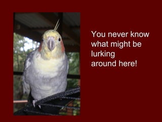 You never know
what might be
lurking
around here!
 