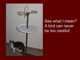 See what I mean?
A bird can never
be too careful!
 